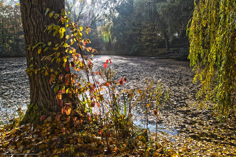 Autumn Leaves on Pond — Yellow