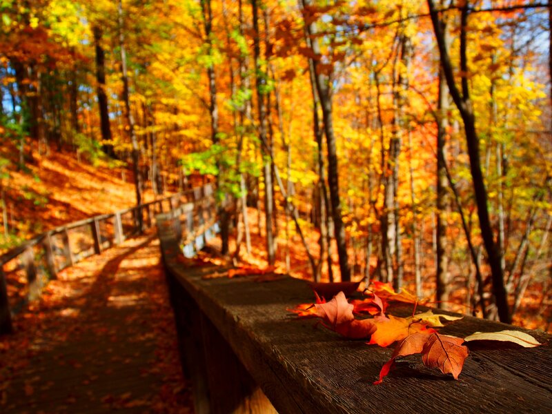 Autumn Leaves on Railing