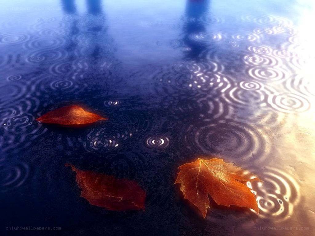 autumn leaves on rain puddle
