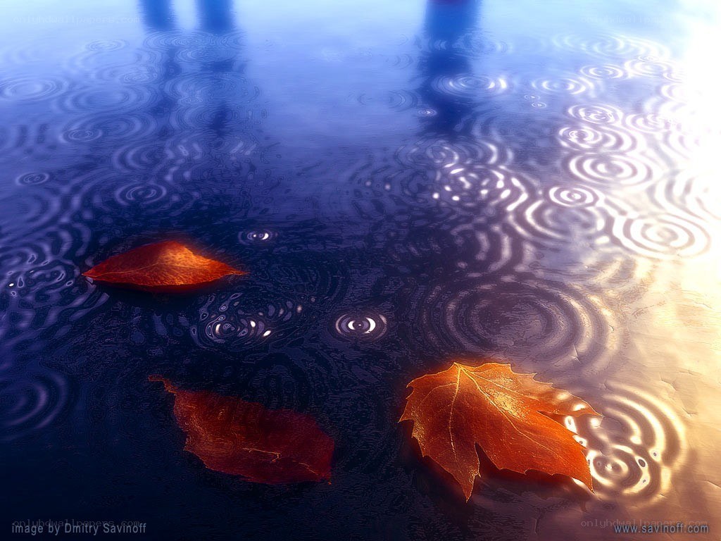 Autumn leaves on raindrops