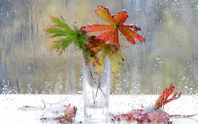Autumn leaves on rainy window