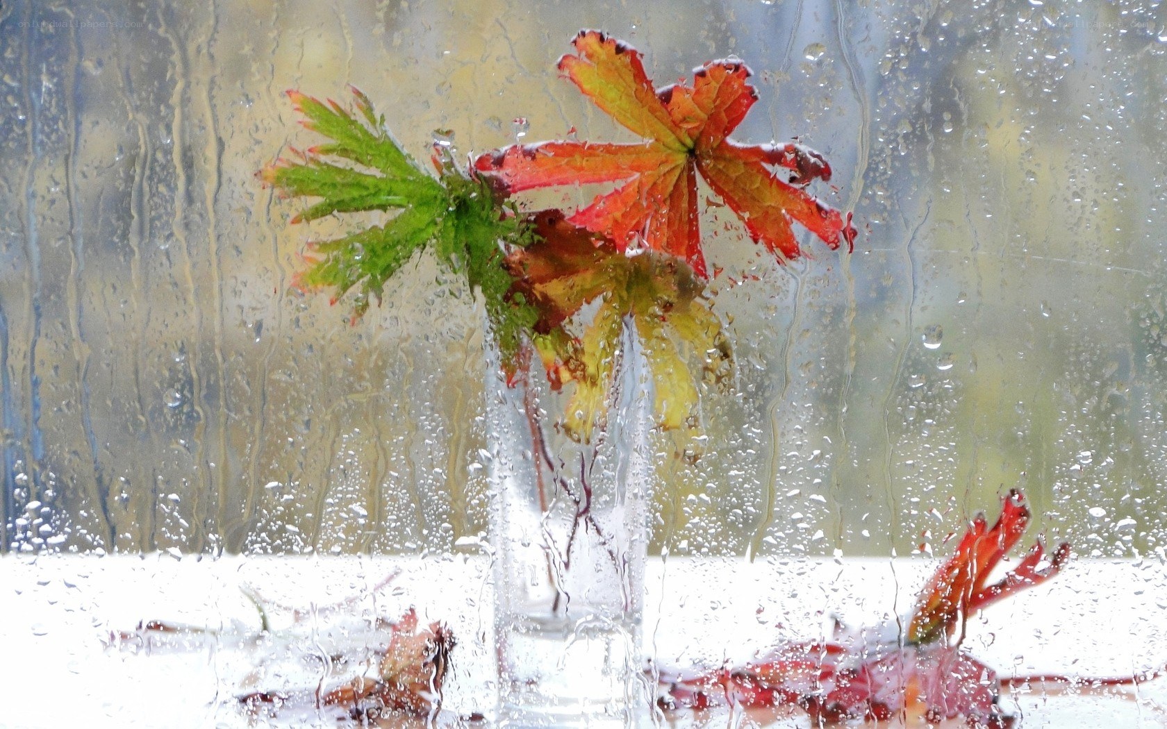 Autumn leaves on rainy window