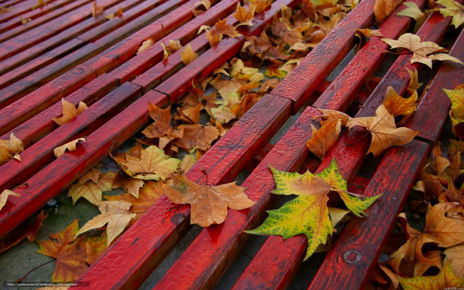 Autumn leaves on red bench