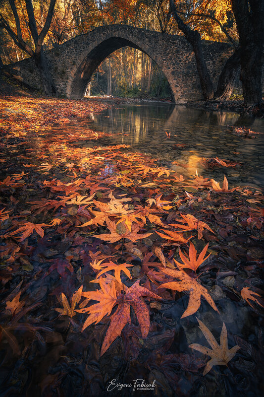 Autumn Leaves on River — Orange