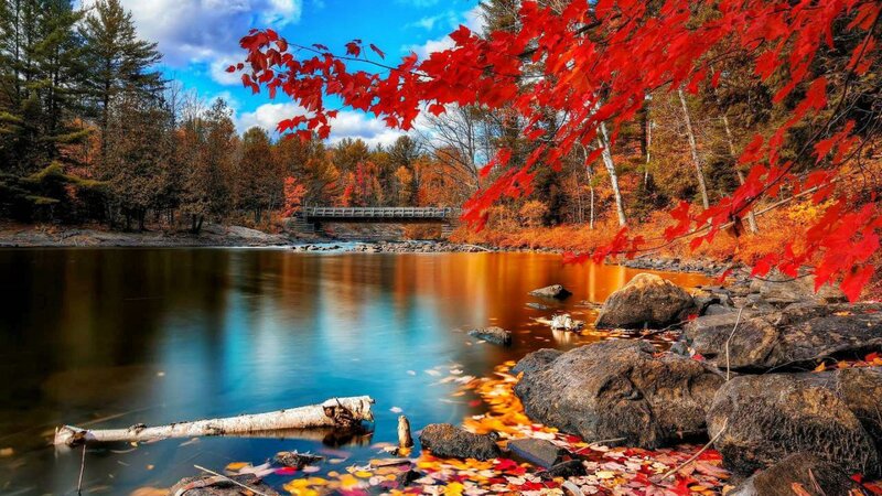 Autumn Leaves on River — Red