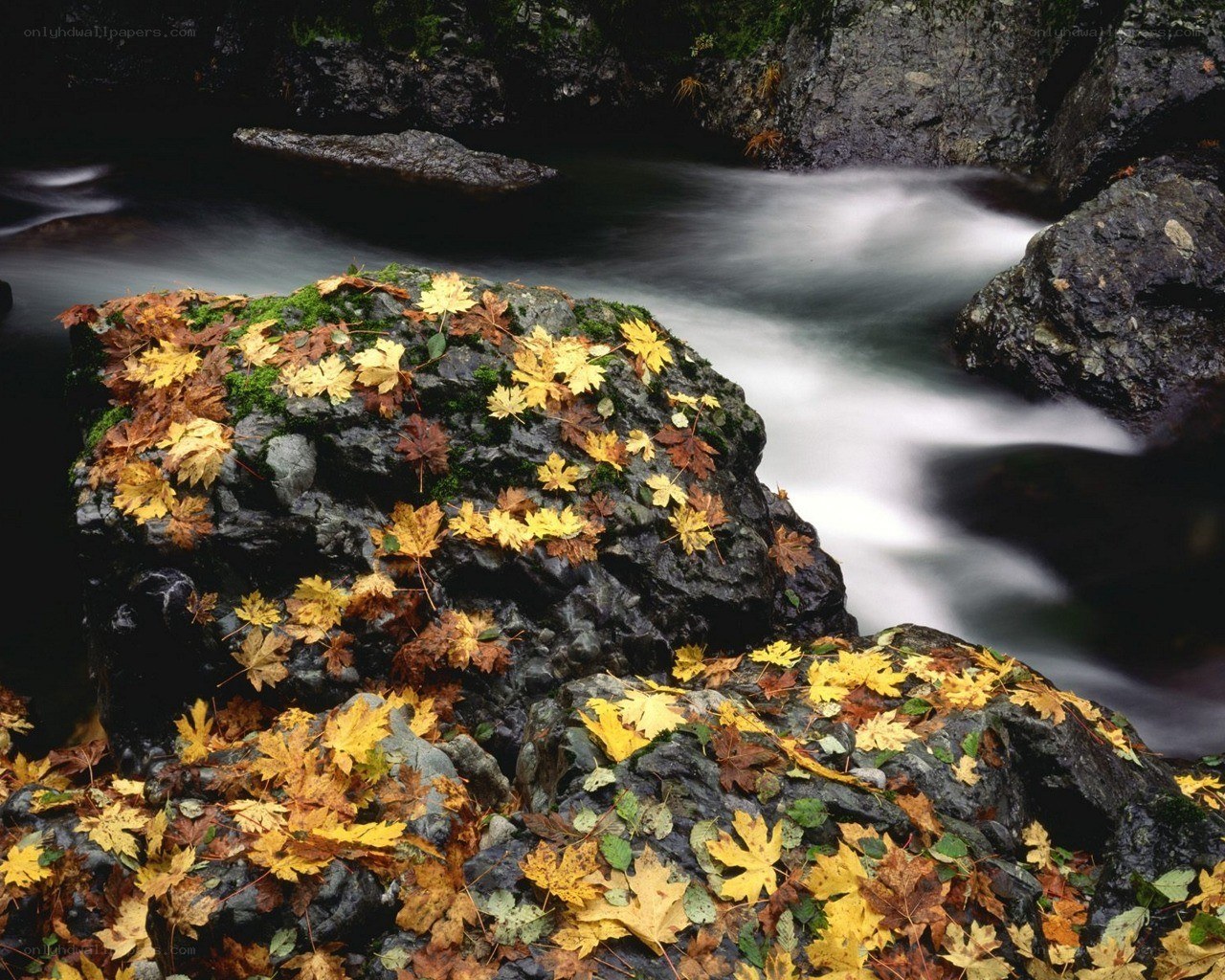 Autumn leaves on river rocks