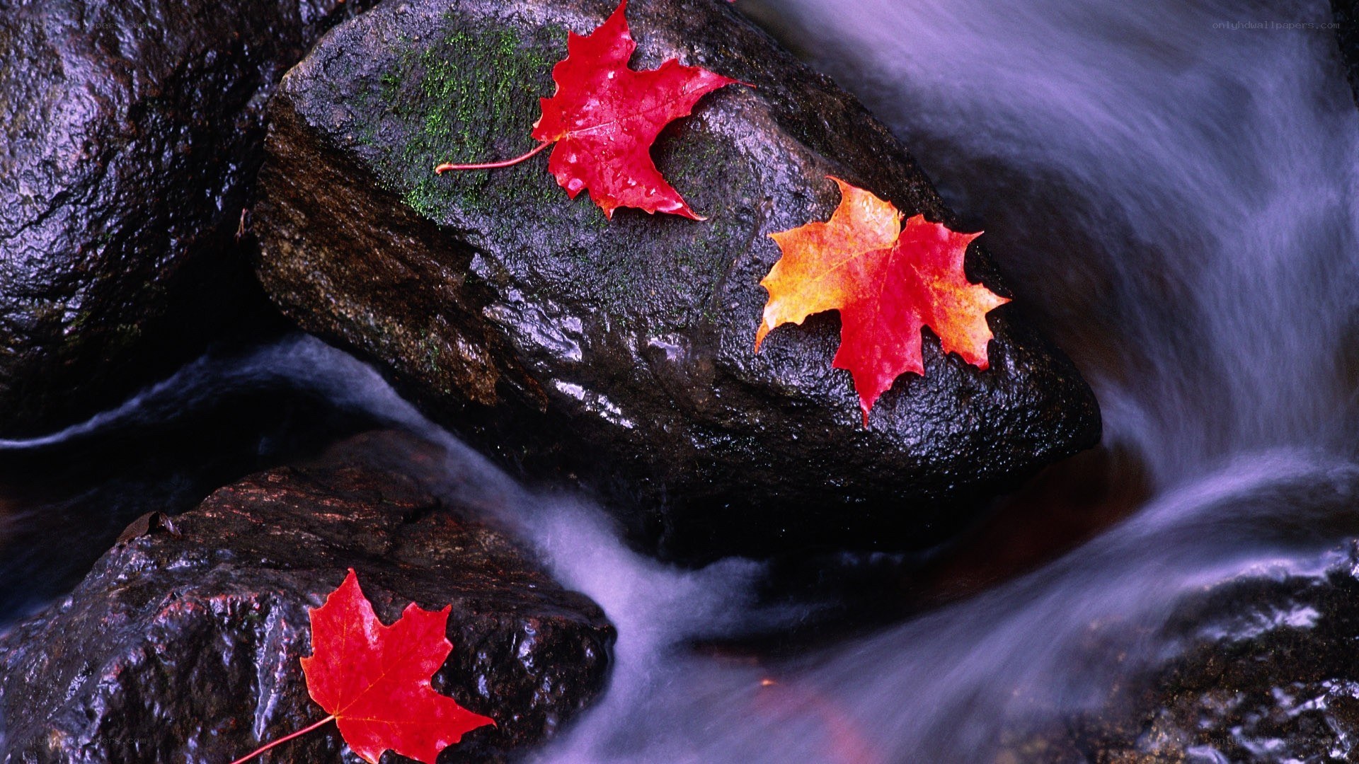 Autumn leaves on river rocks