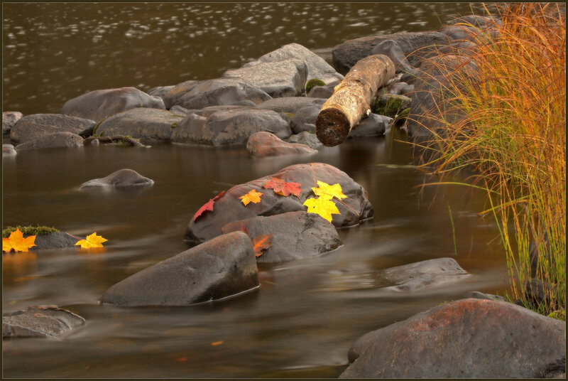 Autumn leaves on river rocks