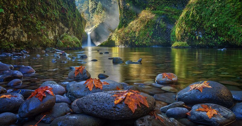 Autumn Leaves on River Rocks — Green