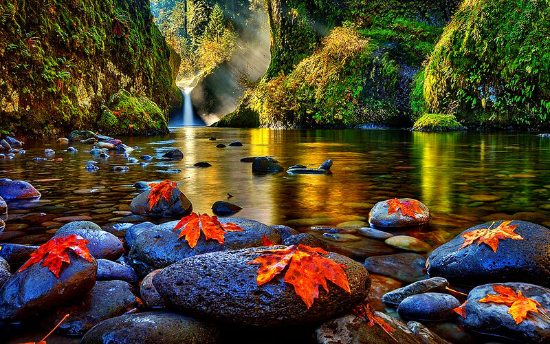 Autumn Leaves on River Rocks — Red