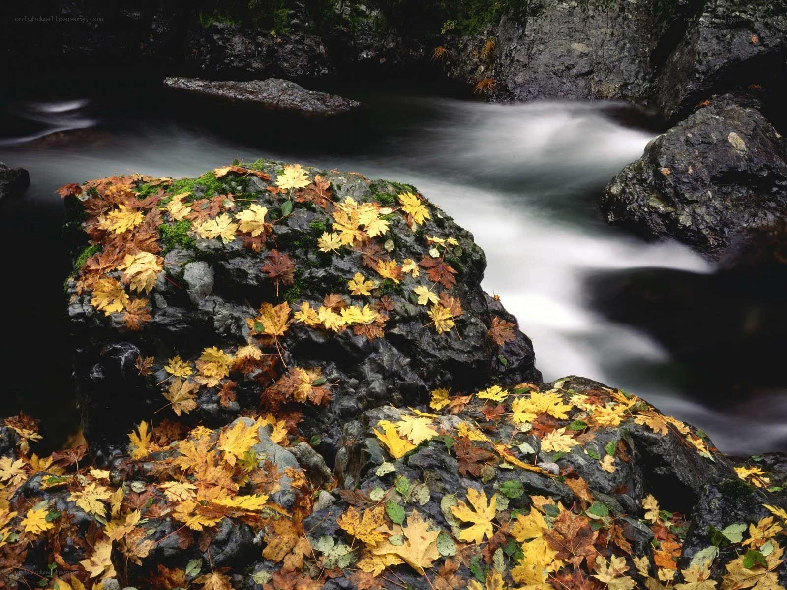 Autumn leaves on river rocks