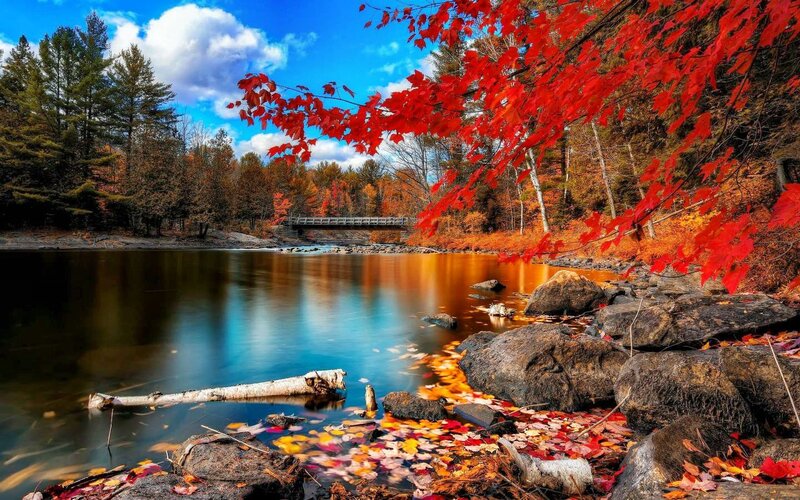 Autumn Leaves on River