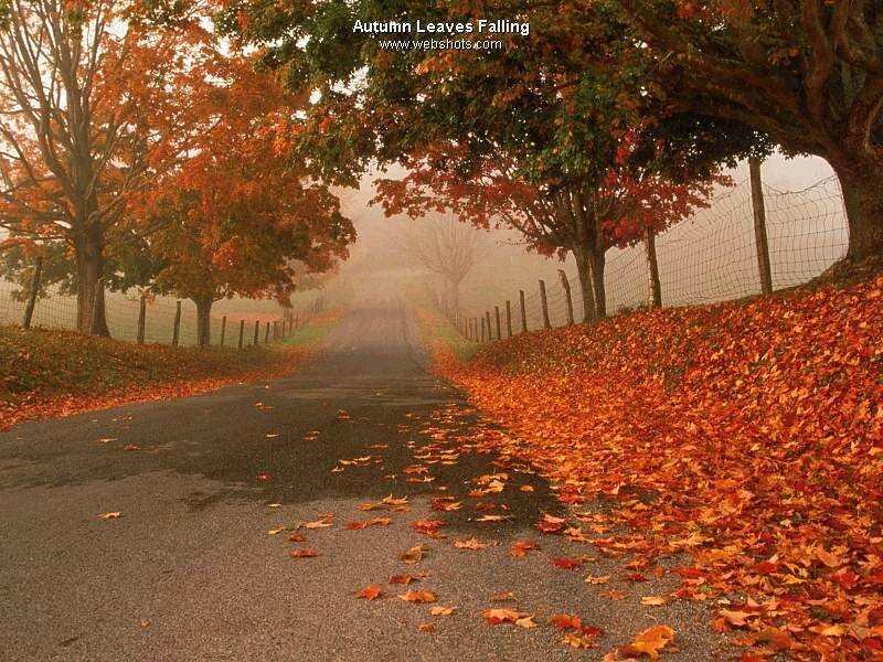 Autumn Leaves on Road — Orange
