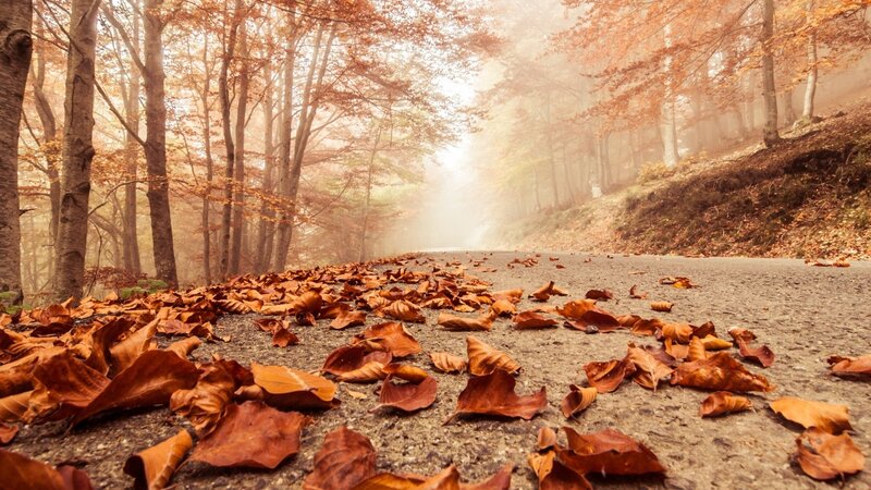 Autumn Leaves on Road