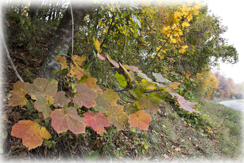 Autumn Leaves on Roadside