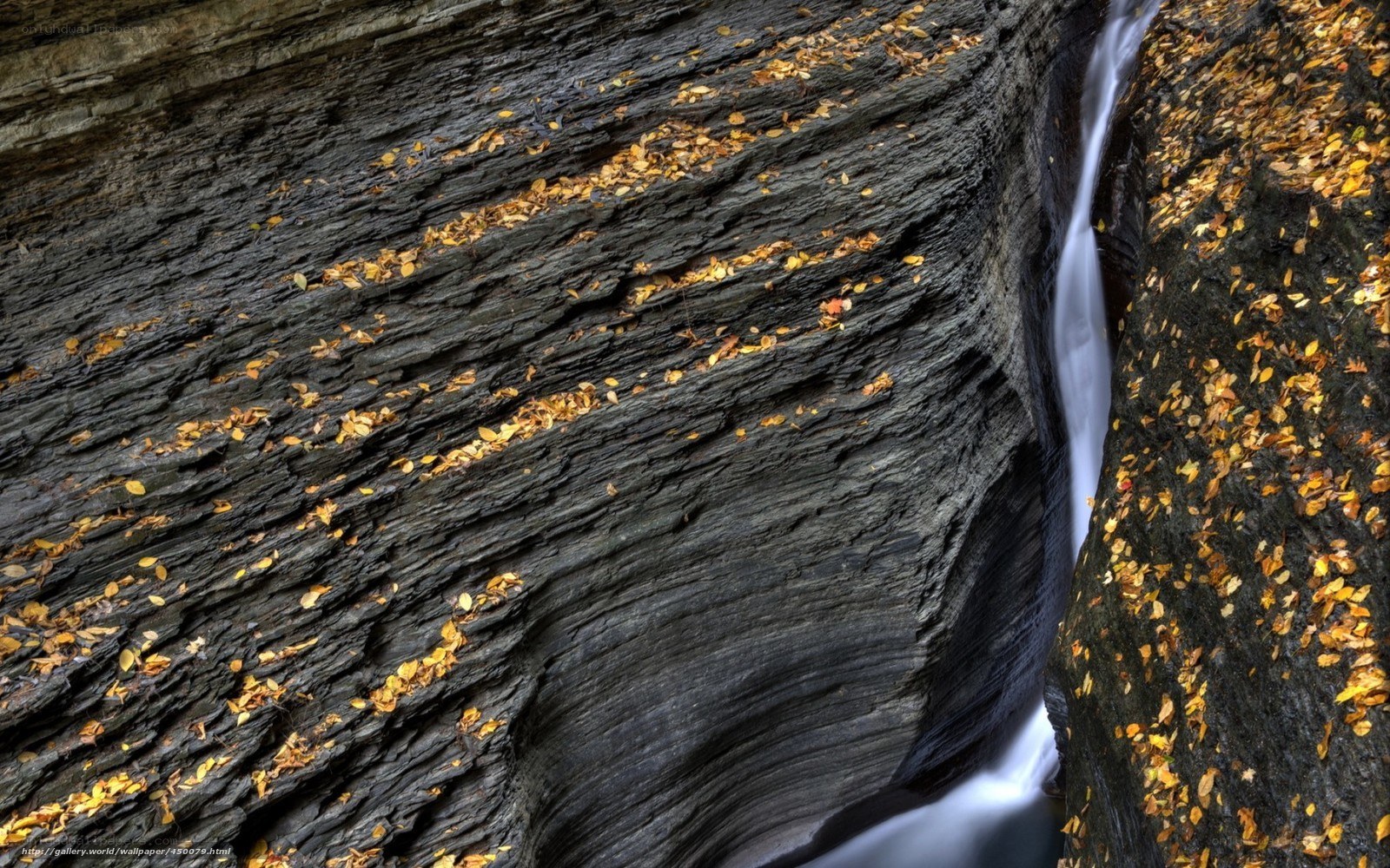 Autumn leaves on rock face