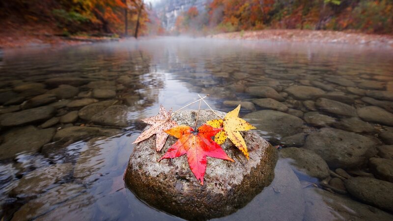 Autumn Leaves on Rock — Red, Serene