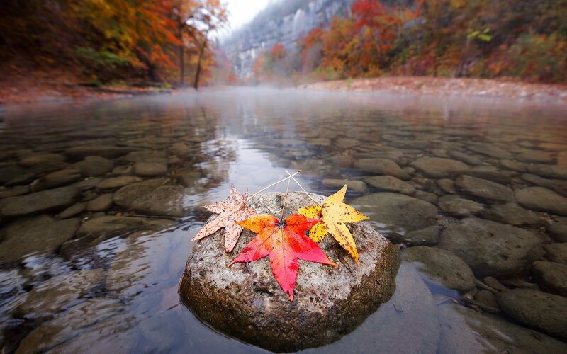 Autumn Leaves on Rock — Red