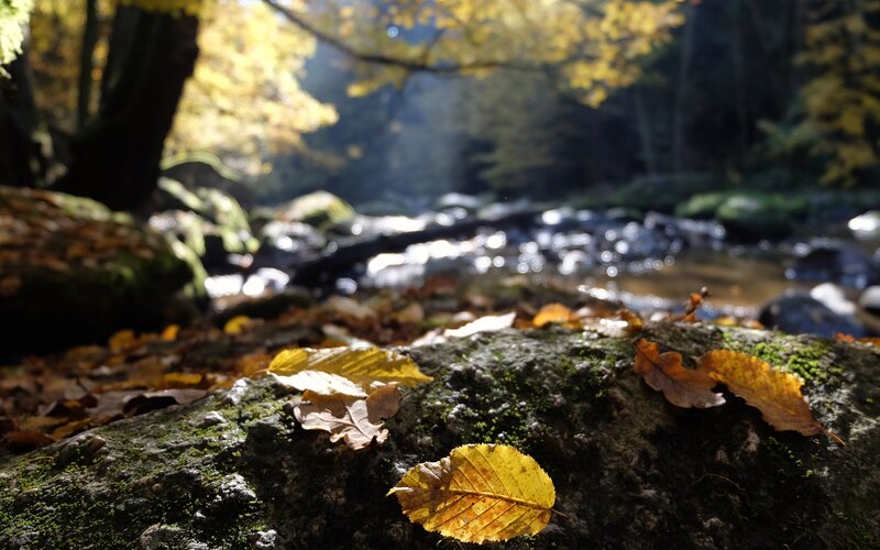 Autumn Leaves on Rock — Yellow, Serene