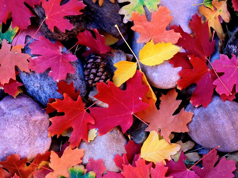 Autumn leaves on rocks