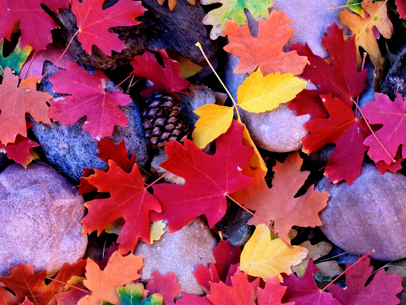 Autumn leaves on rocks