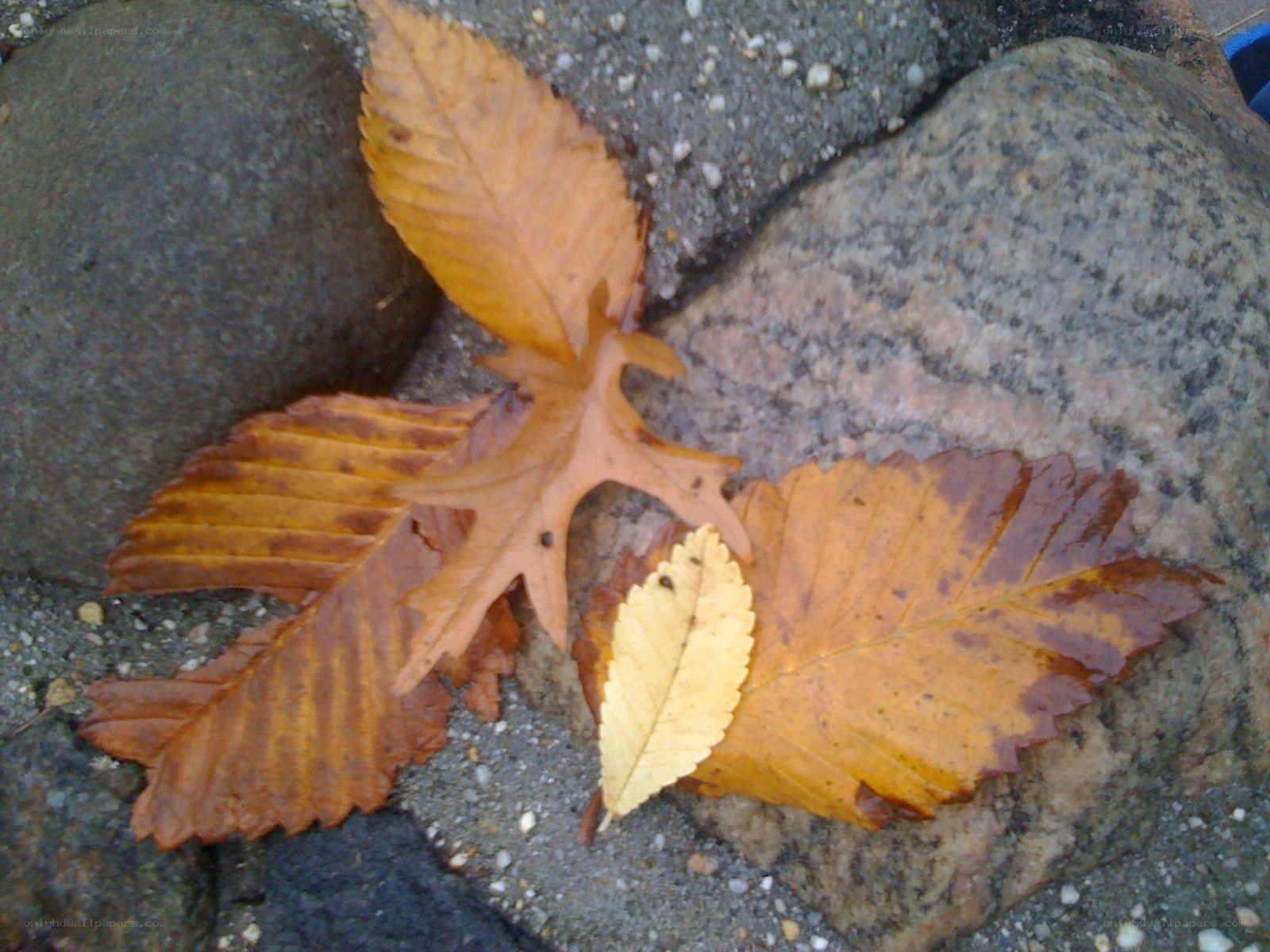 Autumn leaves on rocks