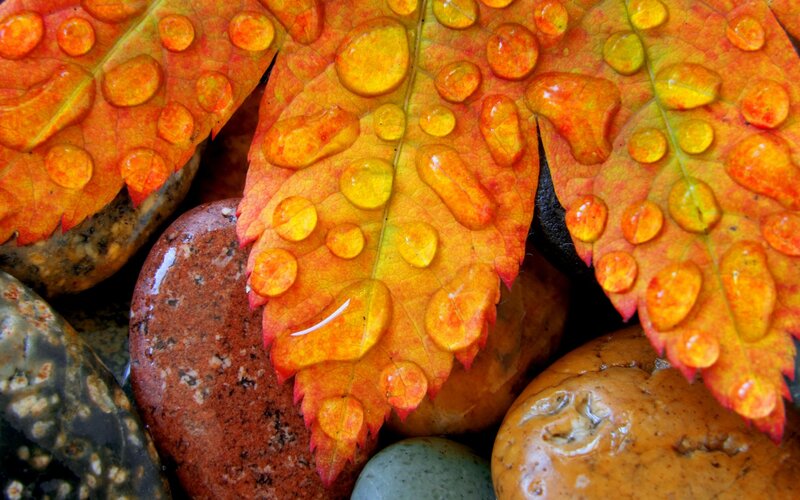Autumn Leaves on Rocks — Orange, Serene
