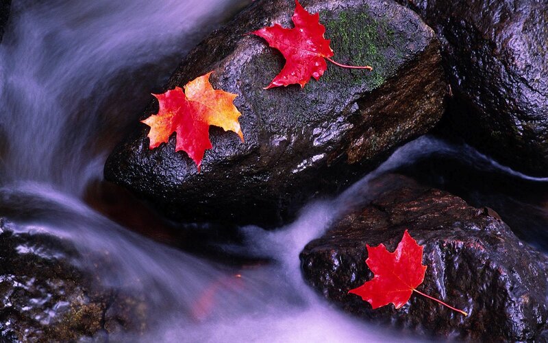Autumn Leaves on Rocks — Red, Serene, Photograph, Stream