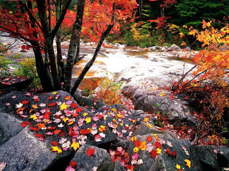 Autumn Leaves on Rocks — Red, Serene, Photograph