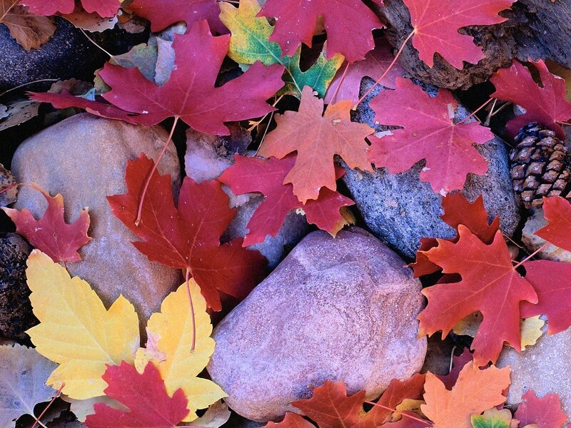 Autumn Leaves on Rocks — Red