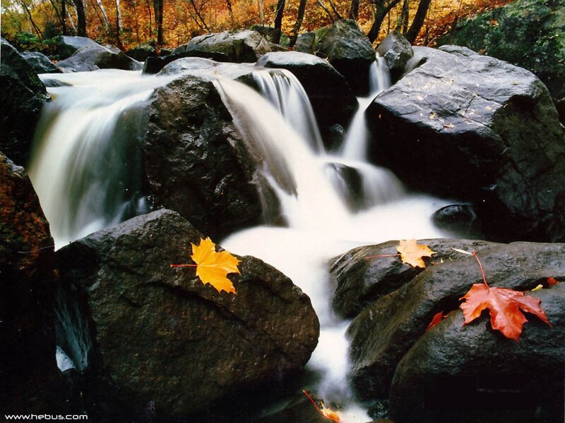 Autumn Leaves on Rocks — Yellow, Serene, Photograph, Fallen Leaves