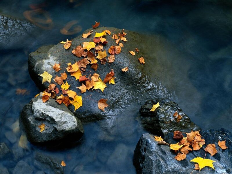 Autumn Leaves on Rocks — Yellow, Serene