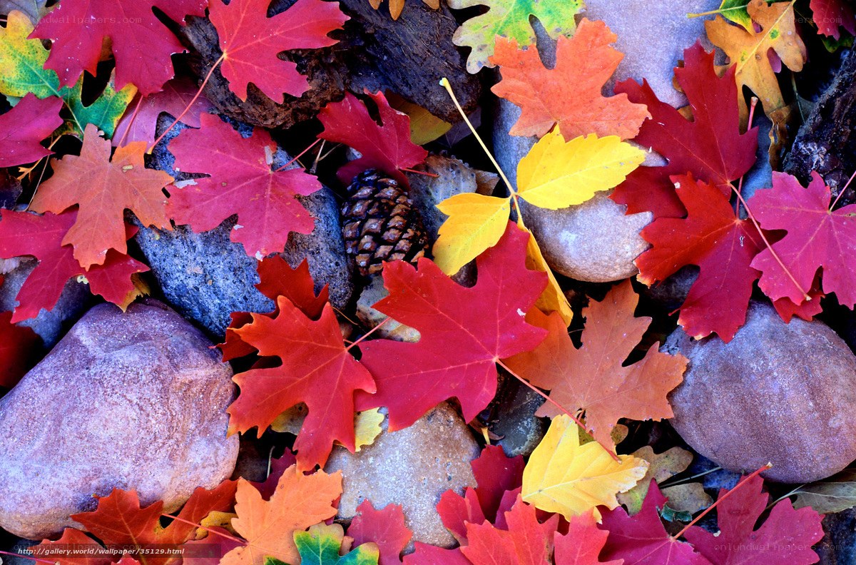 Autumn leaves on rocks