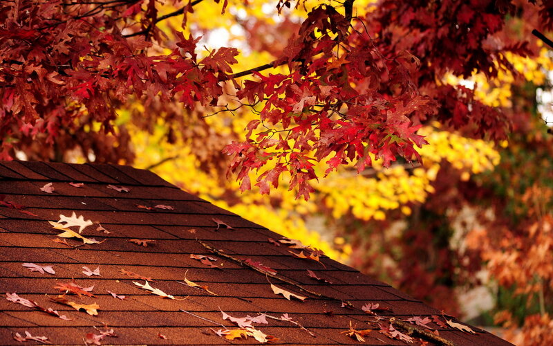 Autumn Leaves on Roof