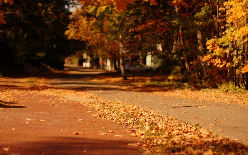Autumn Leaves on Sidewalk — Orange