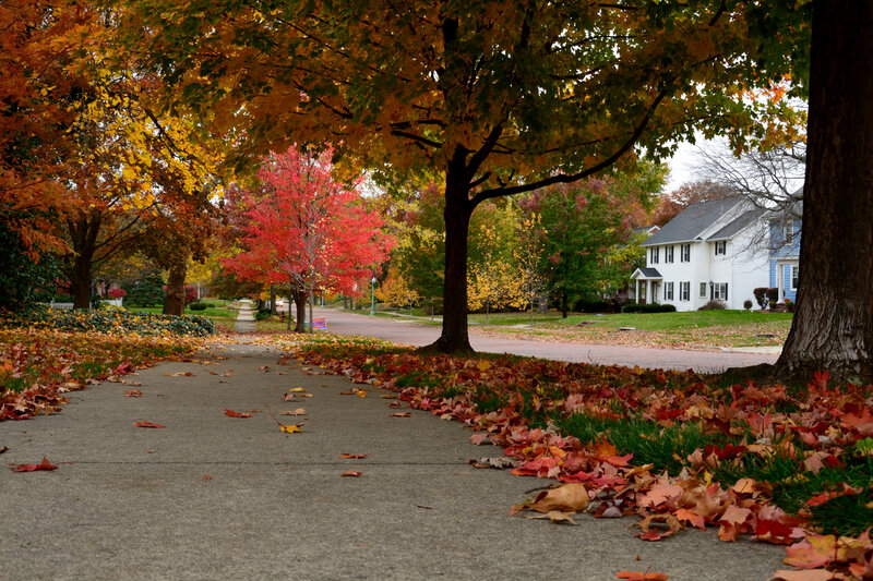 Autumn Leaves on Sidewalk — Red, Serene, Photograph