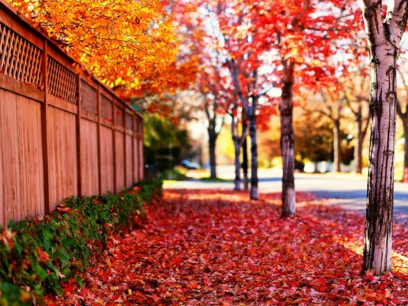 Autumn Leaves on Sidewalk — Red, Serene