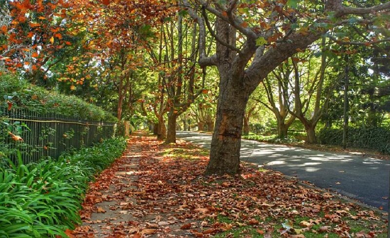 Autumn Leaves on Sidewalk