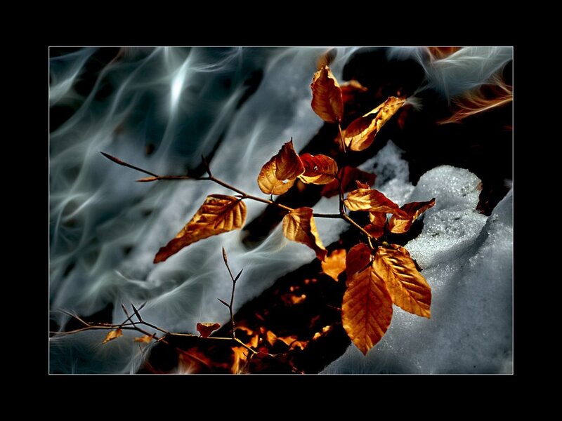 Autumn Leaves on Snow — Brown