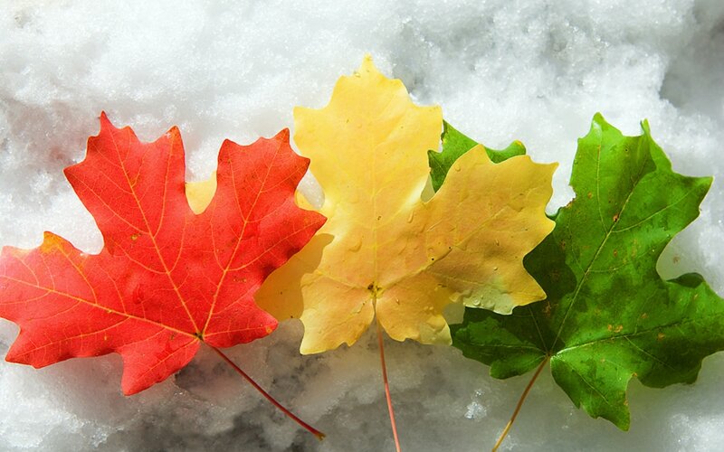 Autumn Leaves on Snow — Red