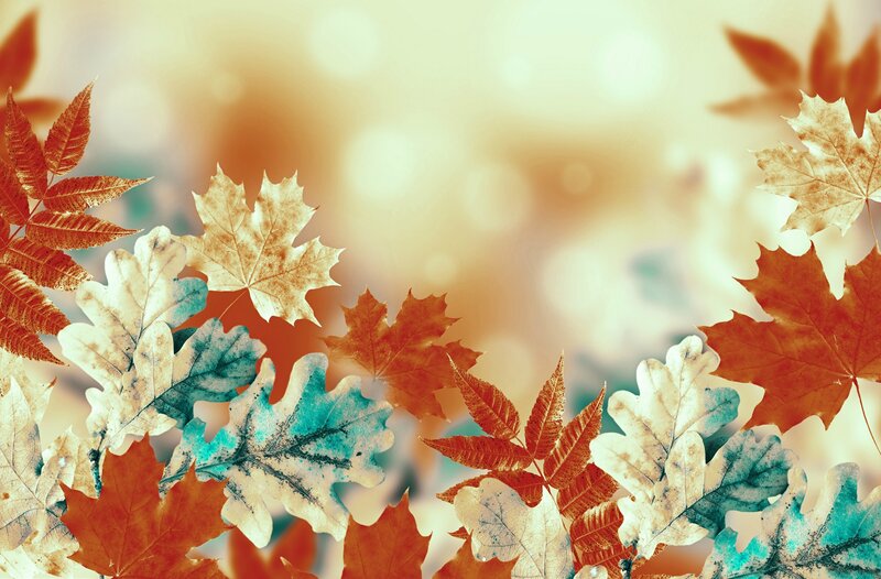 Autumn Leaves on Soft Background