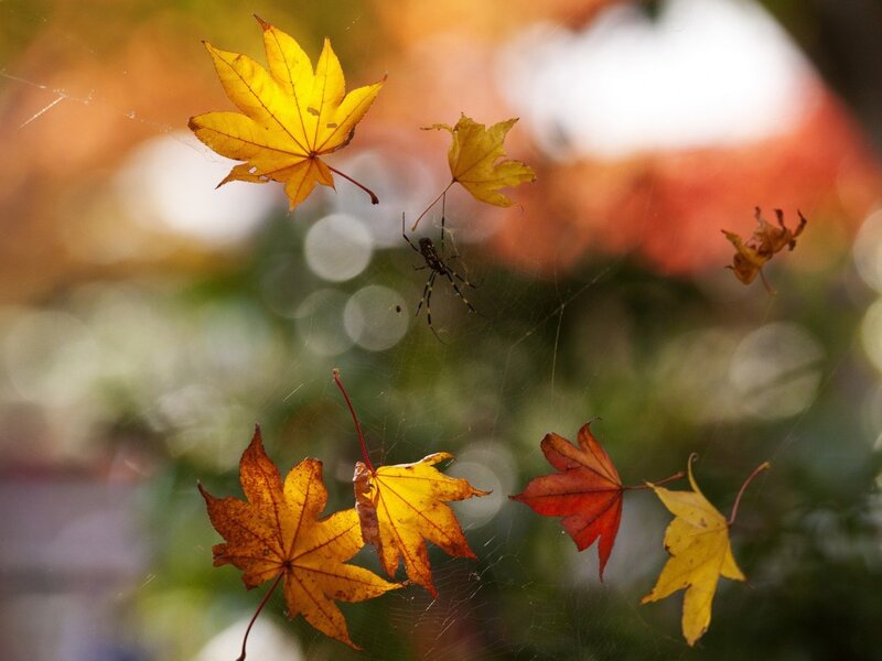 Autumn Leaves on Spiderweb