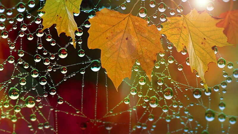 Autumn Leaves on Spiderweb — Yellow, Serene, Photograph