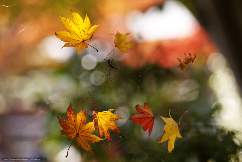 Autumn Leaves on Spiderweb — Yellow, Serene