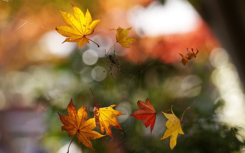 Autumn Leaves on Spiderweb — Yellow