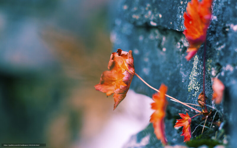 Autumn Leaves on Stone — Orange