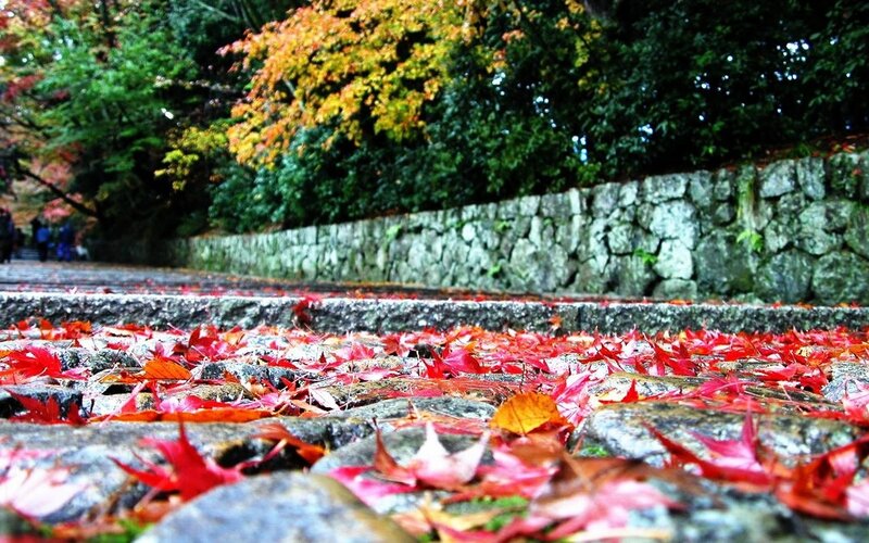 Autumn leaves on stone path