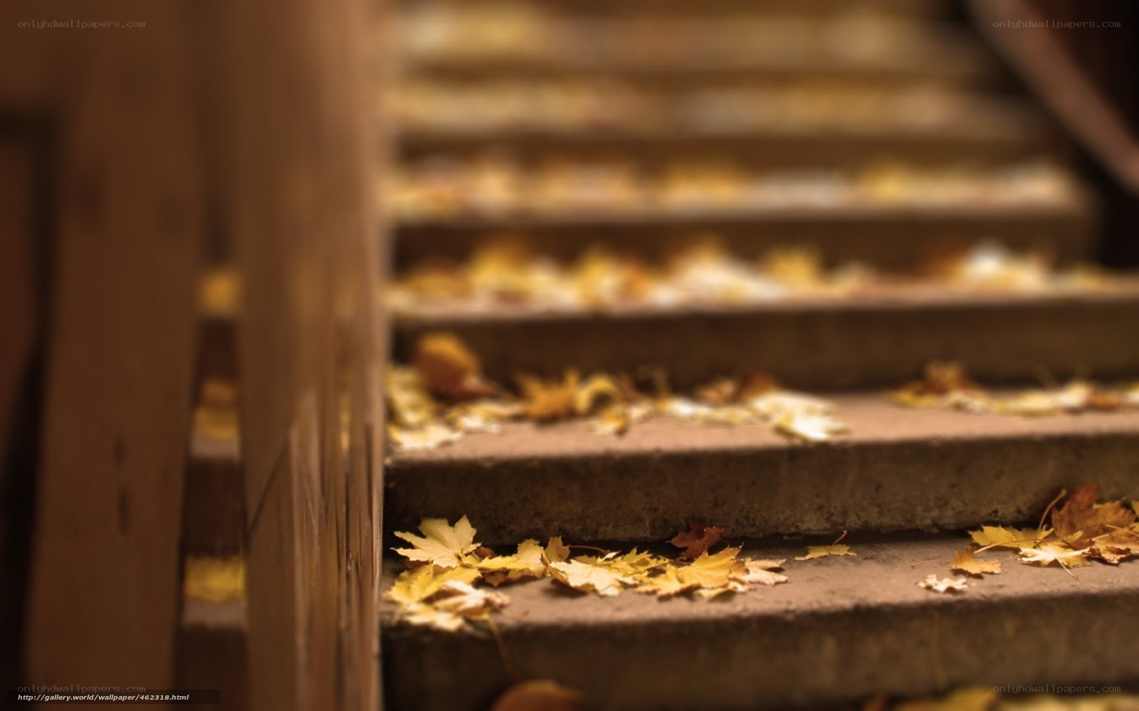 Autumn leaves on stone stairs