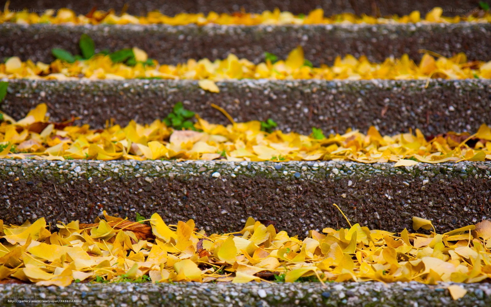 Autumn leaves on stone steps