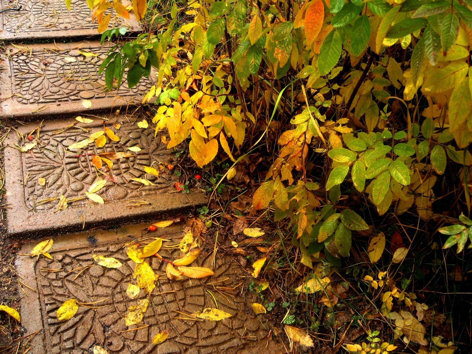 Autumn leaves on stone steps
